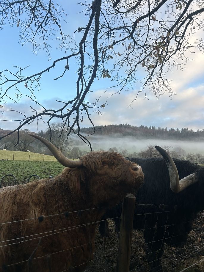 highland-cows.jpeg
