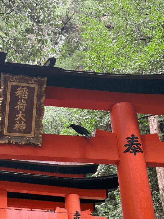 torii-with-crow