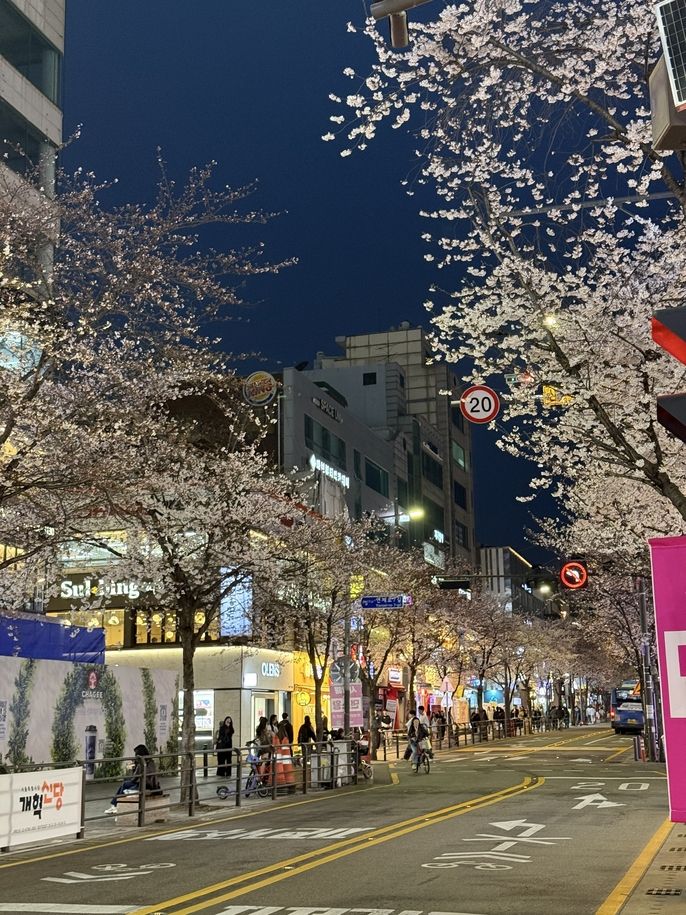 Photo of a street in Sinchon-dong lined with cherry blossoms