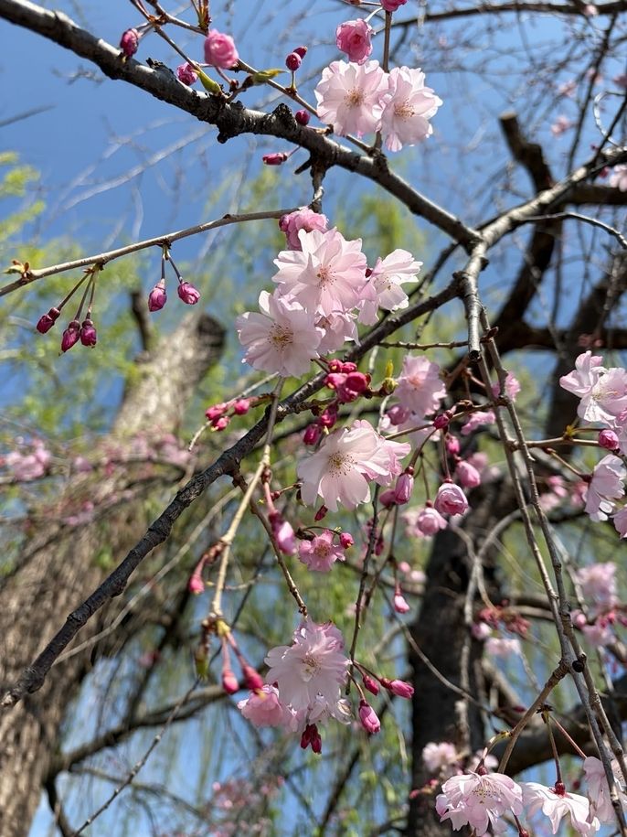 sakura