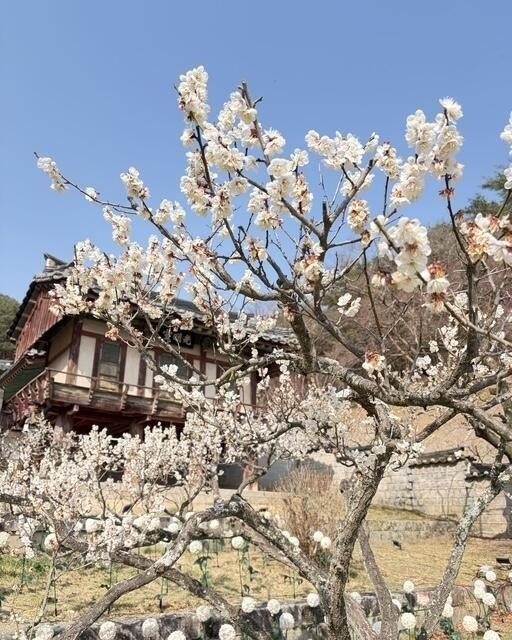 Image of plum blossoms at Dosan Seowon