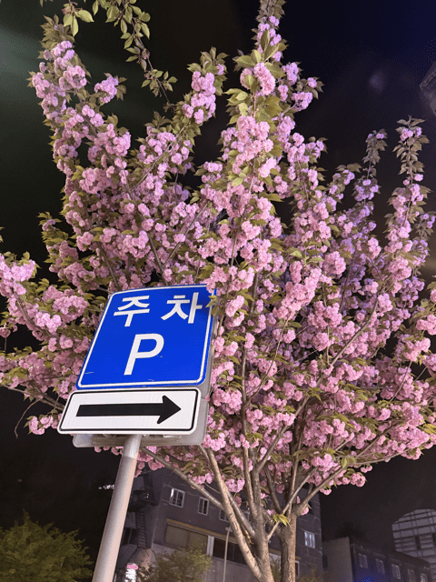 Cherry blossoms
