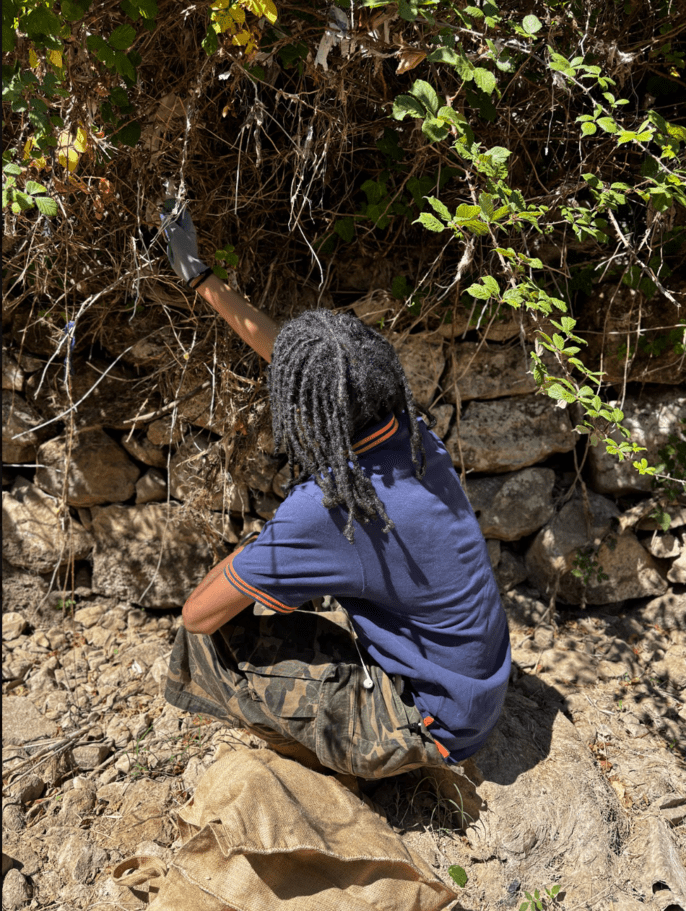 A  high school volunteer wearing gloves reaches into dense brush to remove litter during a cleanup along a rocky trail.
