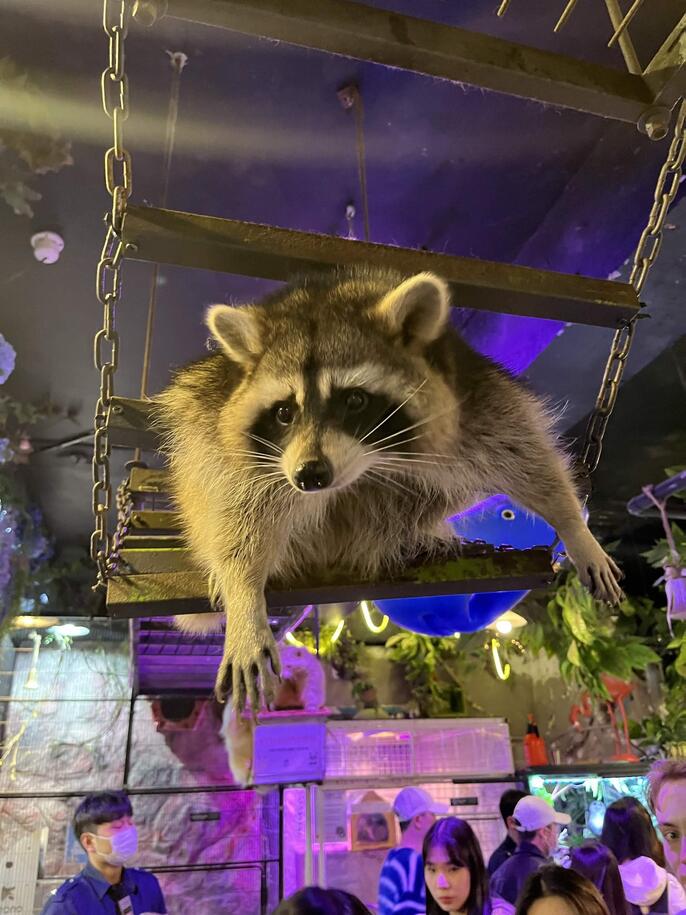 Raccoon Cafe in Seoul