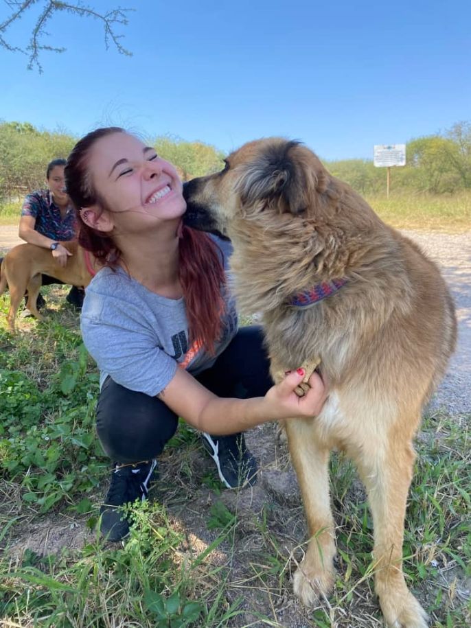 Meeting dogs in Gaborone