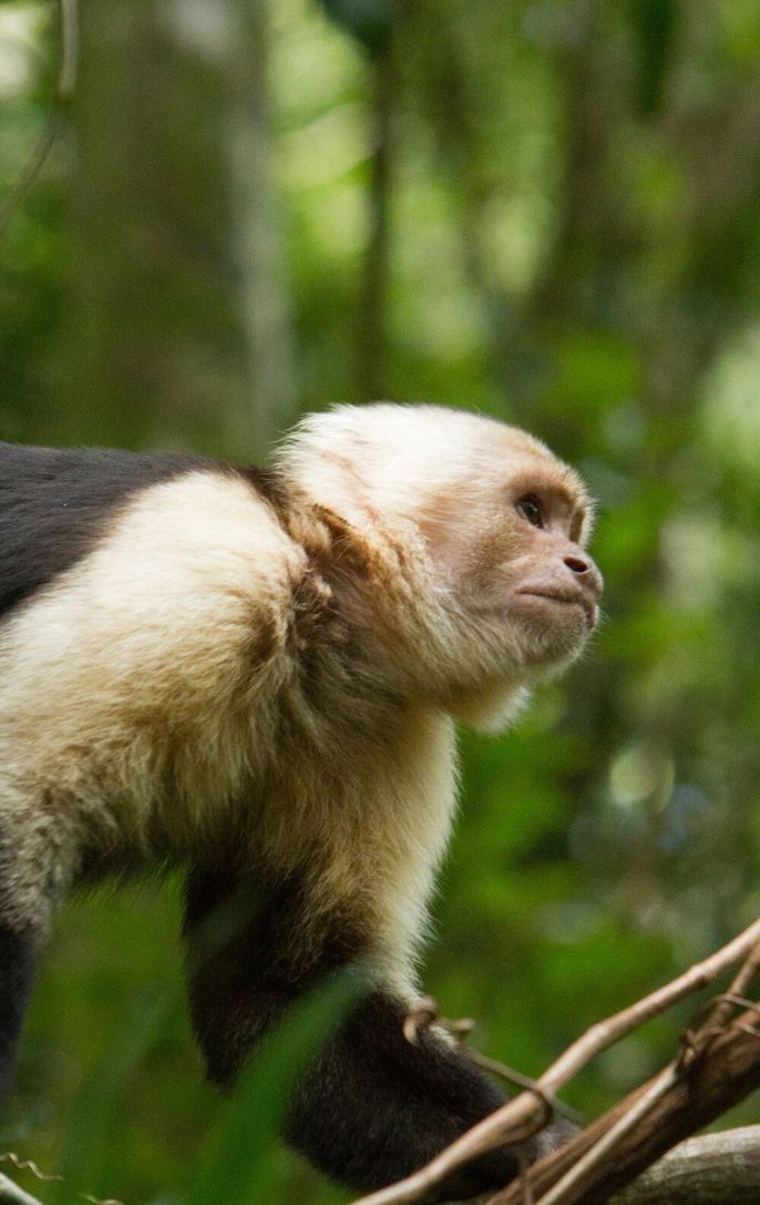 monkey in costa rica background download