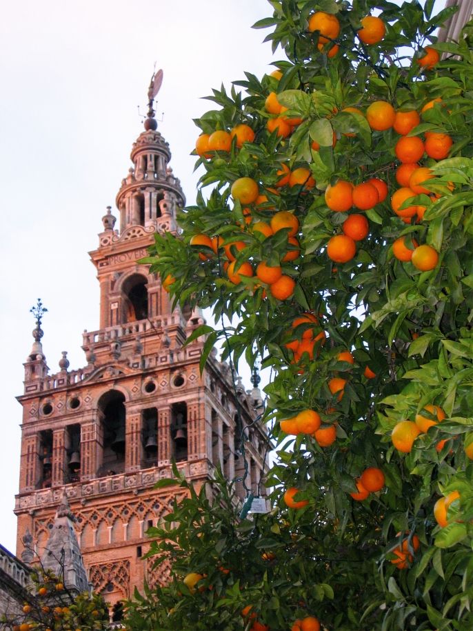 seville orange tree tower
