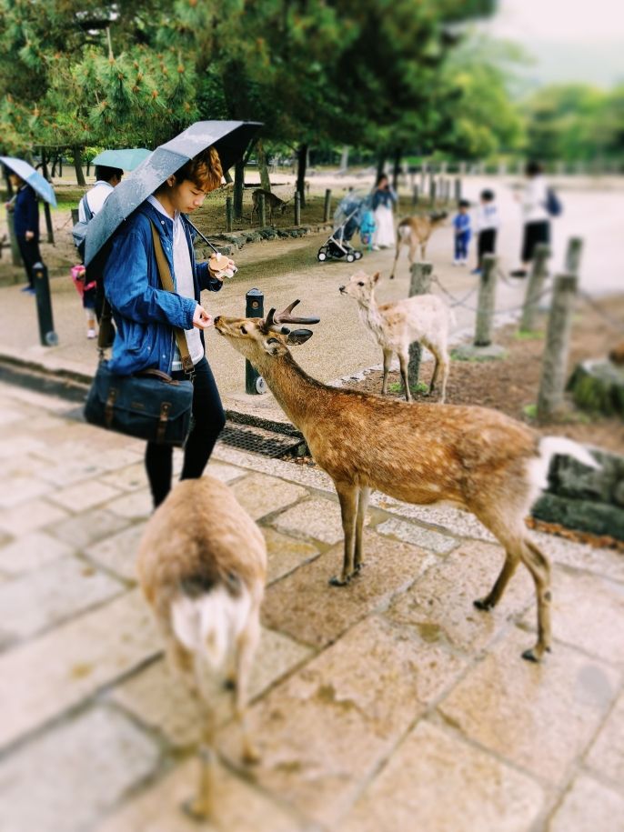 tokyo student feeding deer