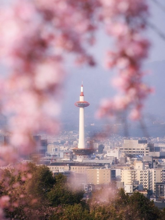 cherry blossoms framing Kyoto