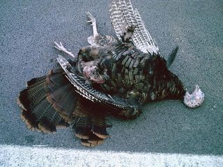 DeadTurkey