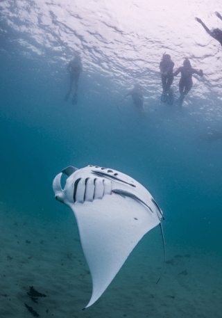 Photo for blog post Summer Program Highlights - Tropical Marine Ecology