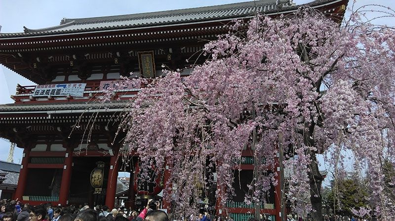 Cherry Blossoms