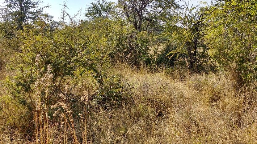 Photo for blog post Tackling the Bush and Erosion in Mokolodi Nature Reserve