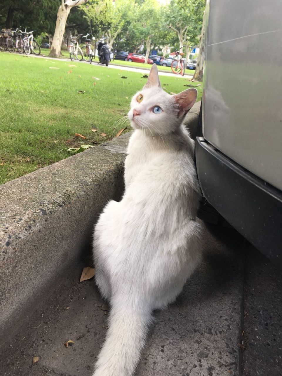 Photo for blog post Beautiful Cats in a Beautiful Campus