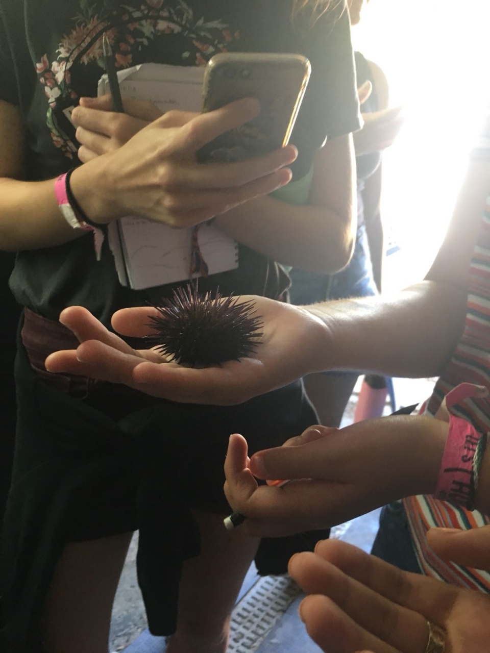 Sea Urchin