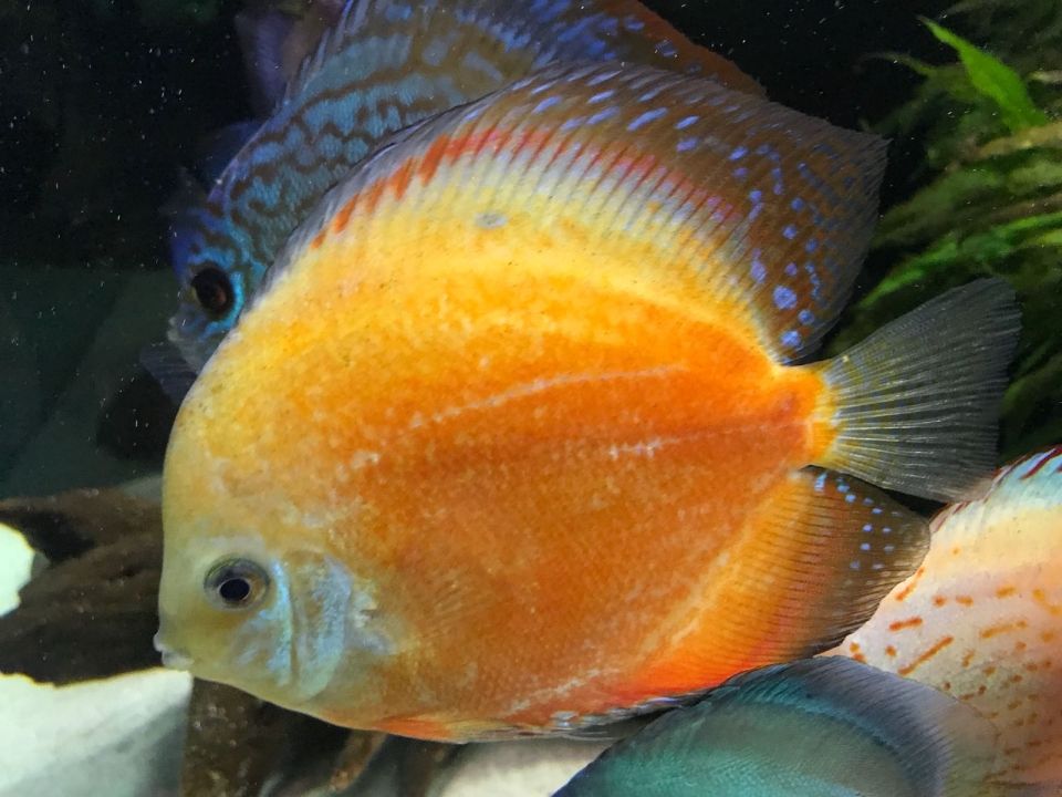Sunfish