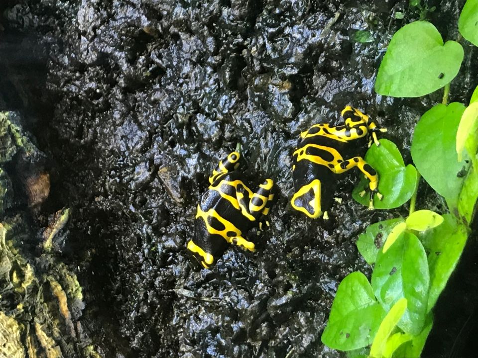 Poison Dart Frog