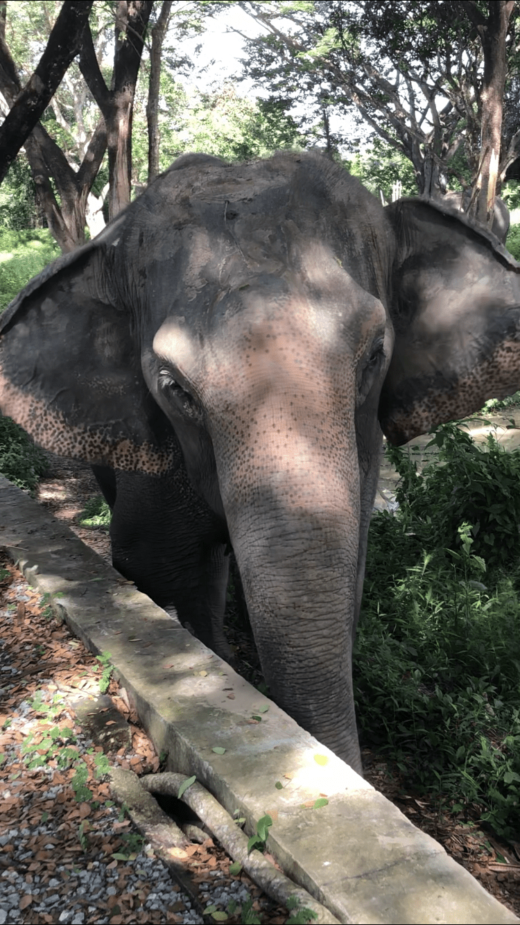 Photo for blog post Ethical Elephants 
