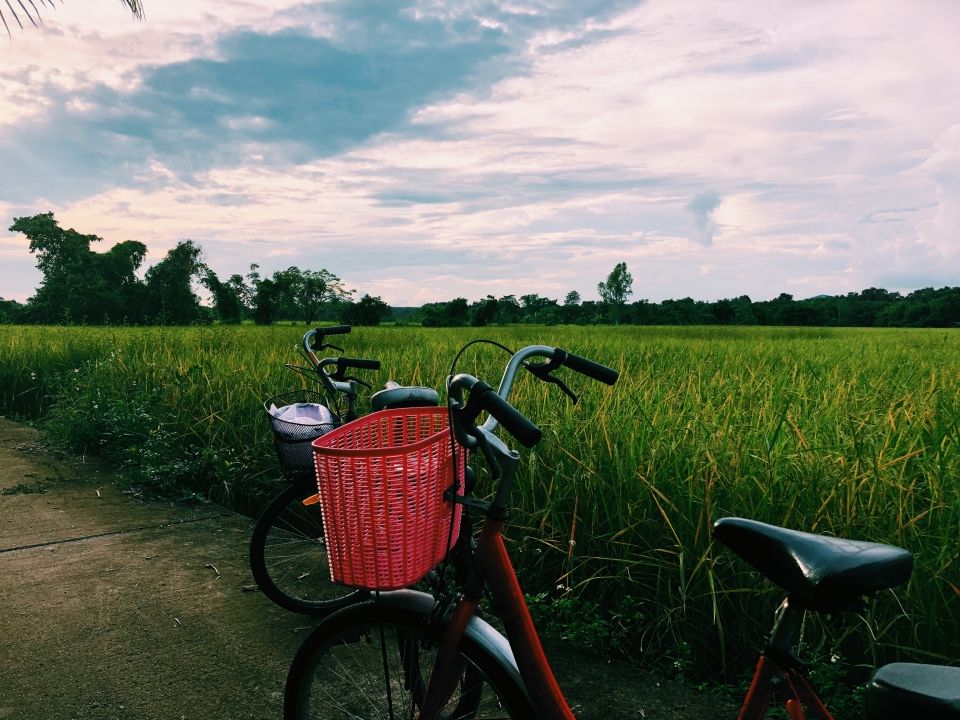 The rice paddies we biked through!