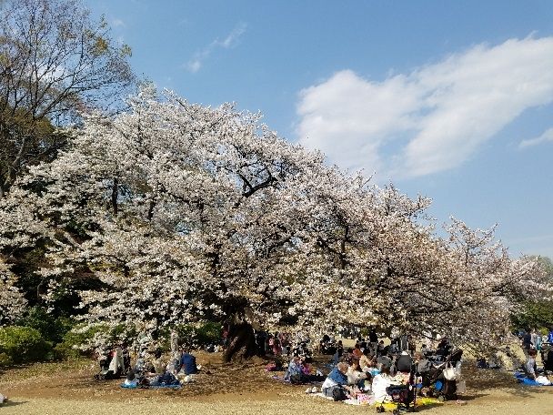 Photo for blog post Sakura's and 花見
