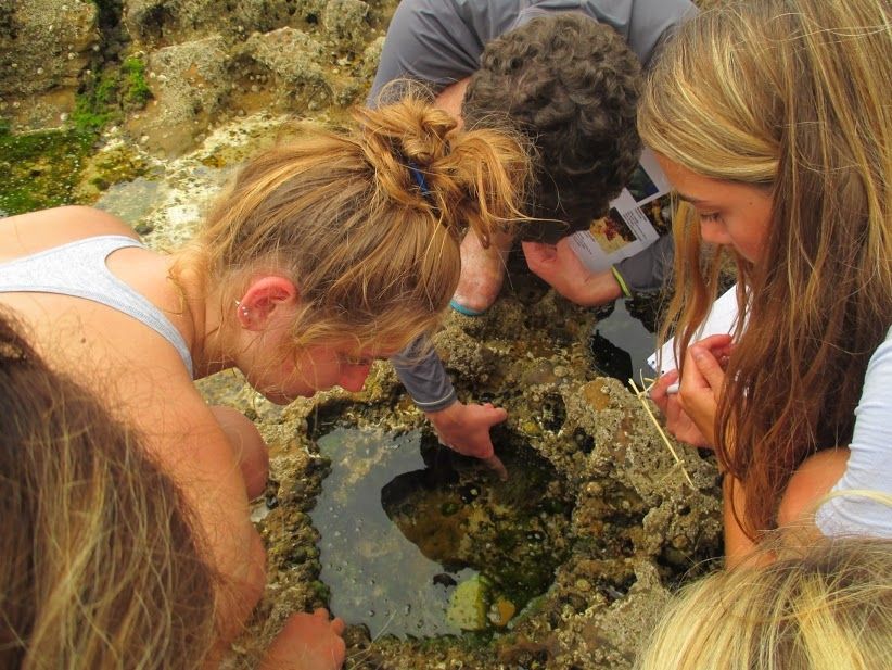 Tide pool study