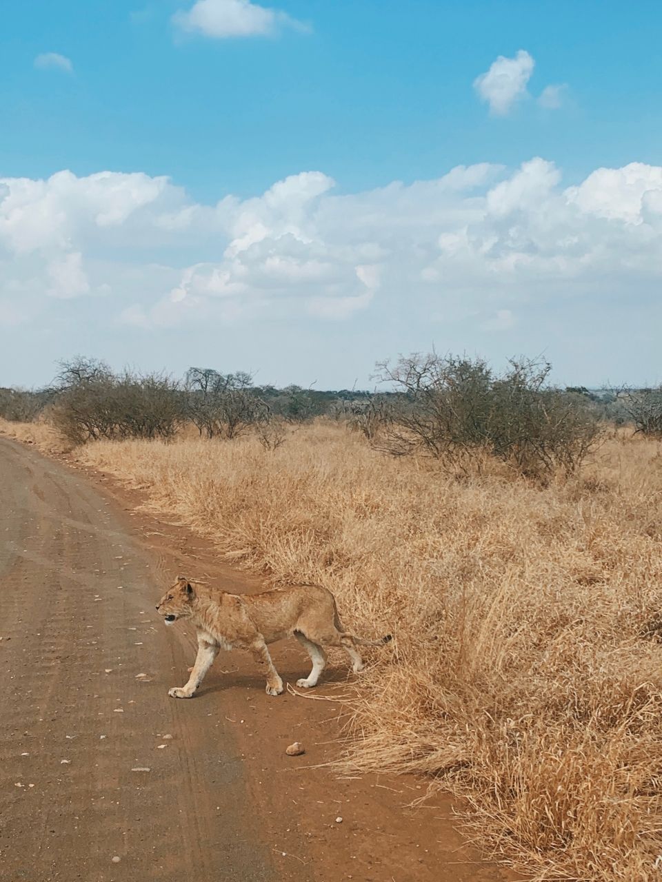 Fortunate enough to see this older lion cub walk right past our car.