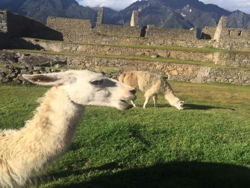 Photo for blog post ¡Adios, Pisac!