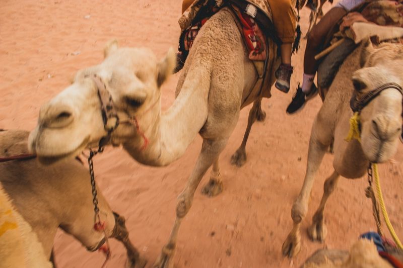 Photo for blog post Experiencing Wadi Rum on the Back of a Camel and 4x4