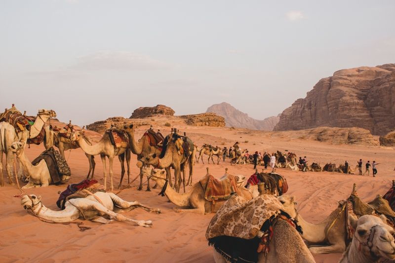 Photo for blog post Experiencing Wadi Rum on the Back of a Camel and 4x4