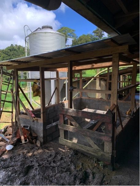 Photo for blog post Sustainable waste management for manure in a Monteverde dairy farm