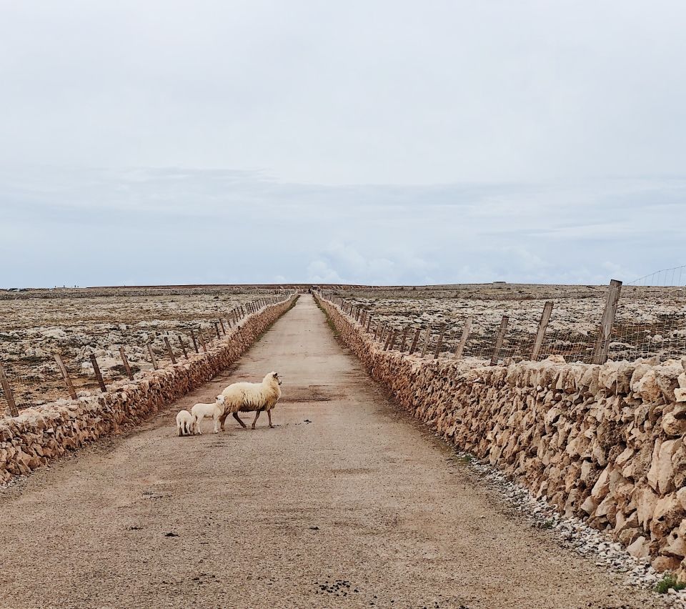 Photo for blog post 3 Stunning Sisters: The Balearic Islands