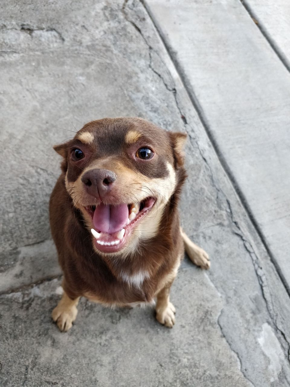 My dog is my emotional support, so working virtually allows me to take breaks and play with him.