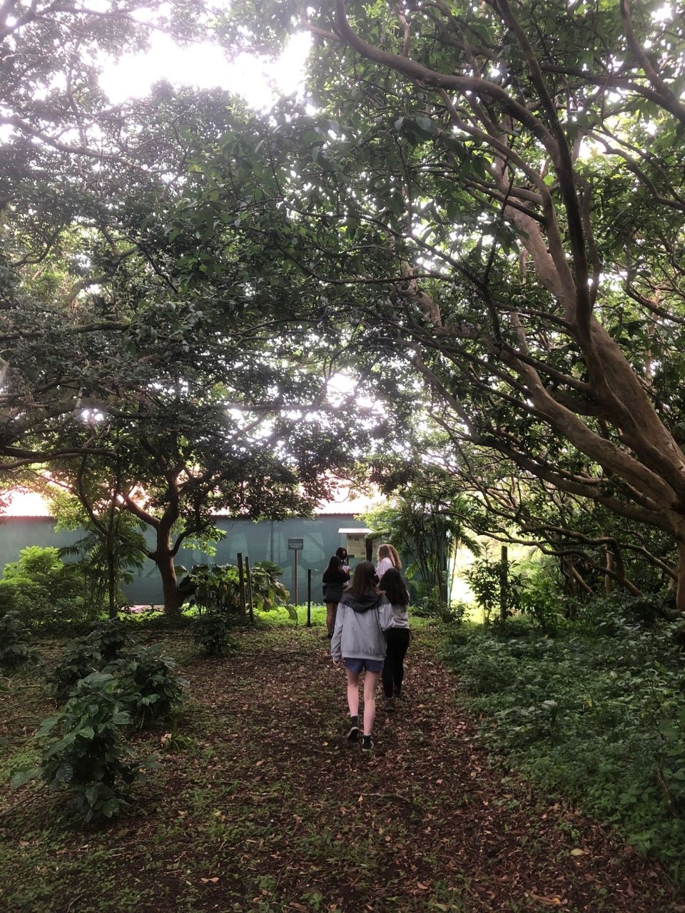 Photo for blog post Monteverde - Welcome to the Jungle!