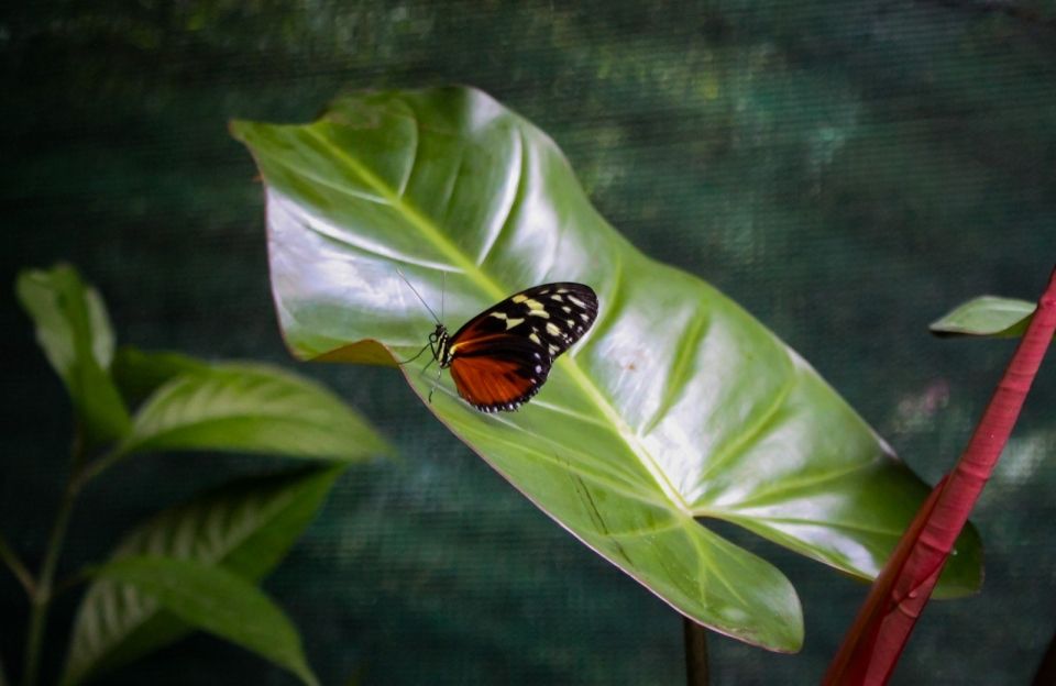 Photo for blog post Visiting Monteverde Mariposas (Written By Joselyn)