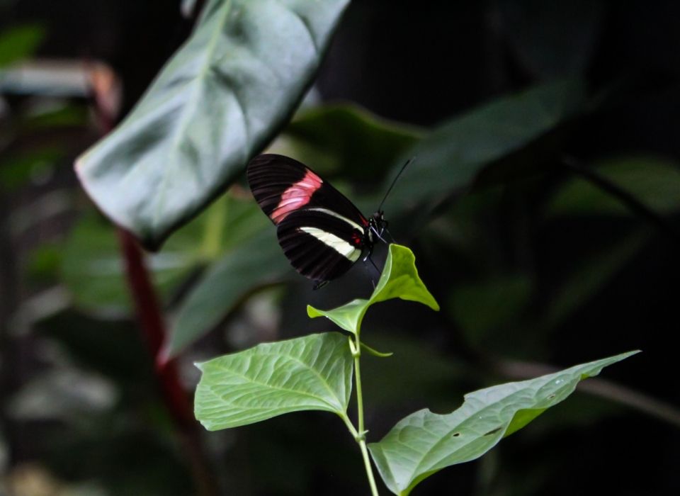 Photo for blog post Visiting Monteverde Mariposas (Written By Joselyn)