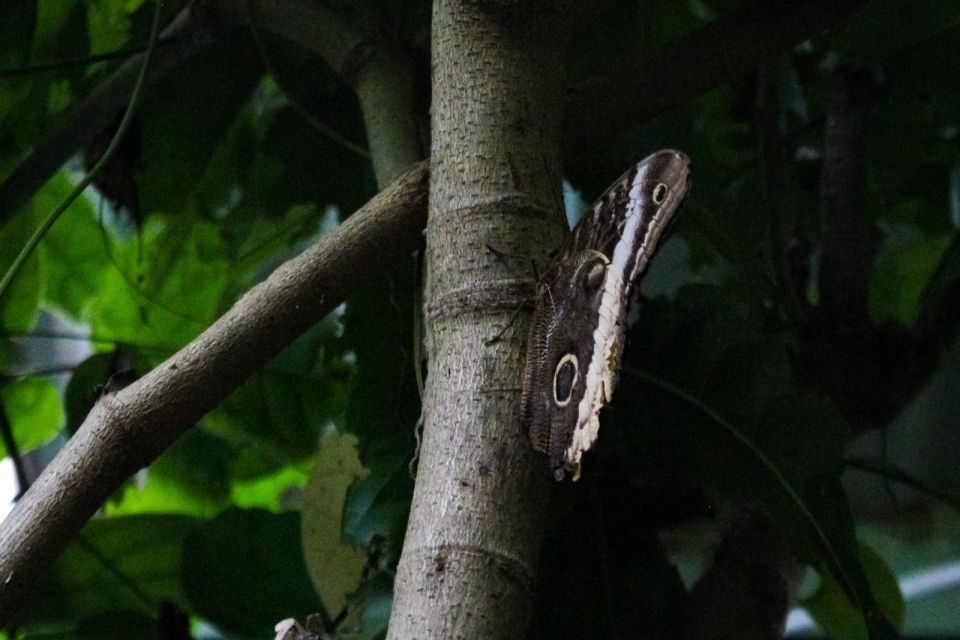 Photo for blog post Visiting Monteverde Mariposas (Written By Joselyn)
