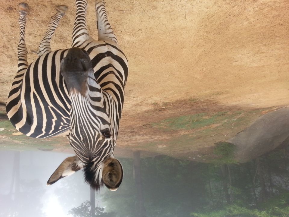 Meet Miracle, the zebra