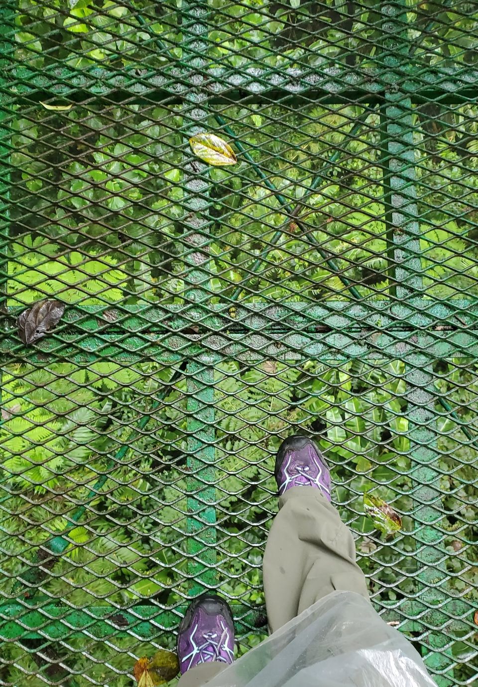 Photo for blog post Zipping Away: An Exploration of Costa Rica's Canopy