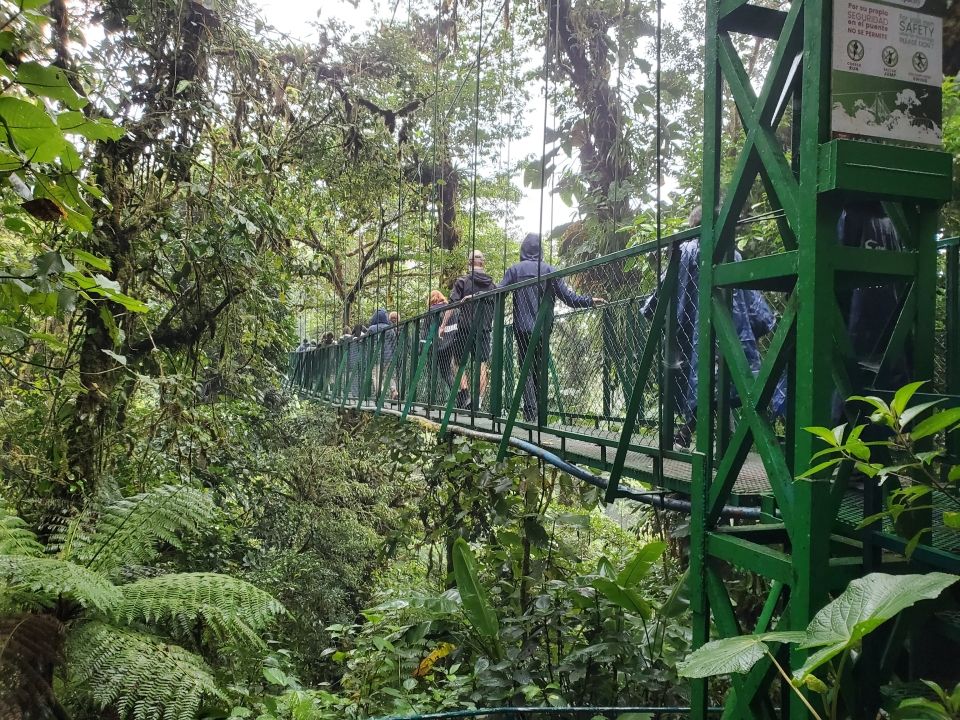 Photo for blog post Zipping Away: An Exploration of Costa Rica's Canopy