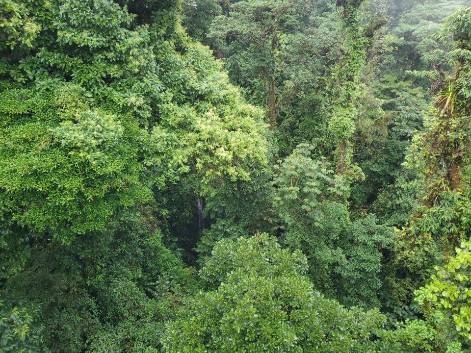 Photo for blog post Zipping Away: An Exploration of Costa Rica's Canopy