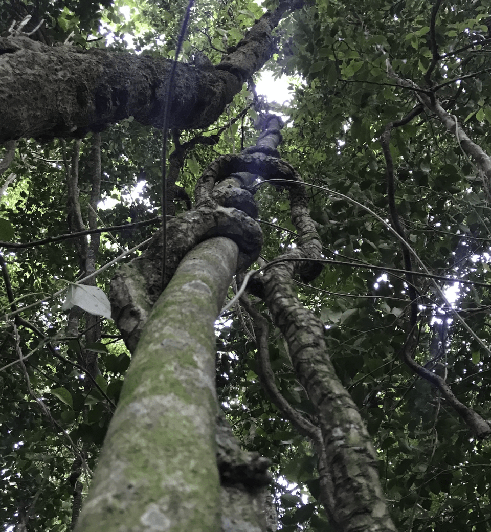 Photo for blog post Los Bosques de Monteverde 