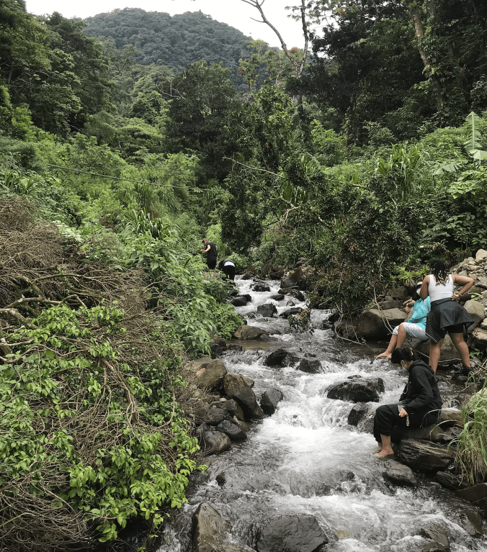 Photo for blog post Los Bosques de Monteverde 