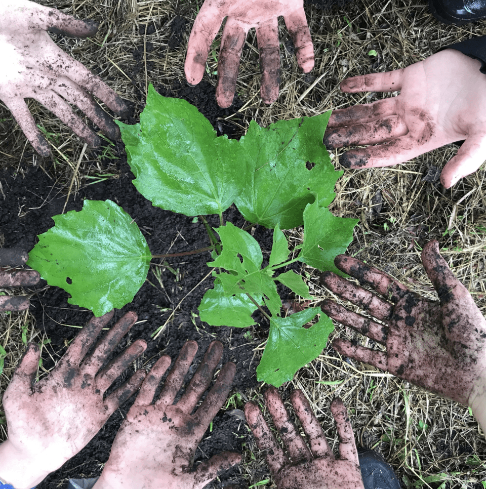 Photo for blog post Reforesting in Monteverde 