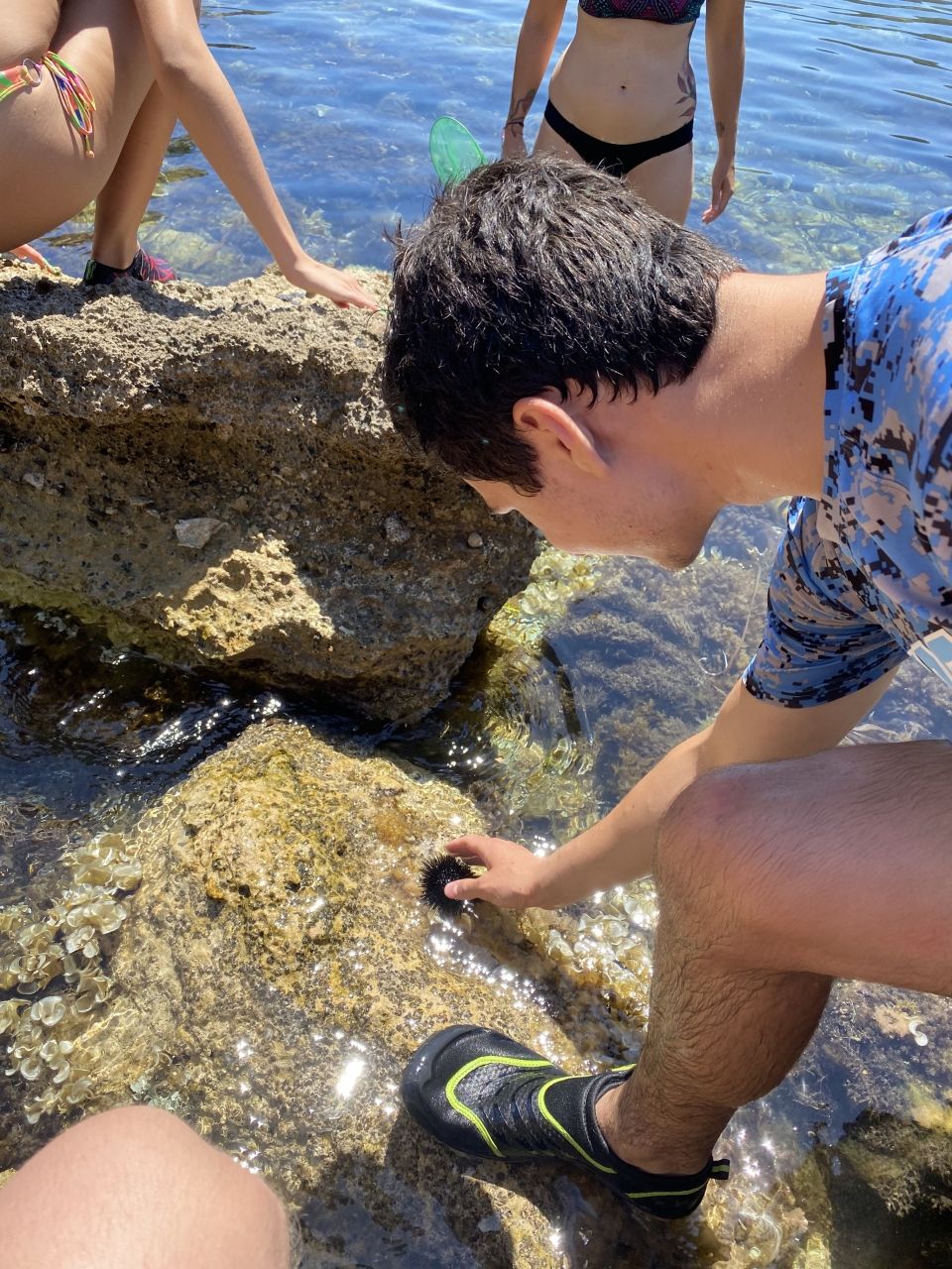 Sebastian touches sea urchin.