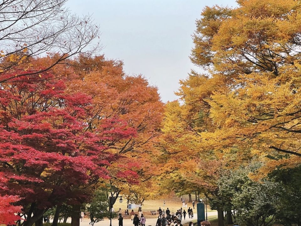 Photo for blog post  가을~ Peaceful Autumn Vibes in Seoul 