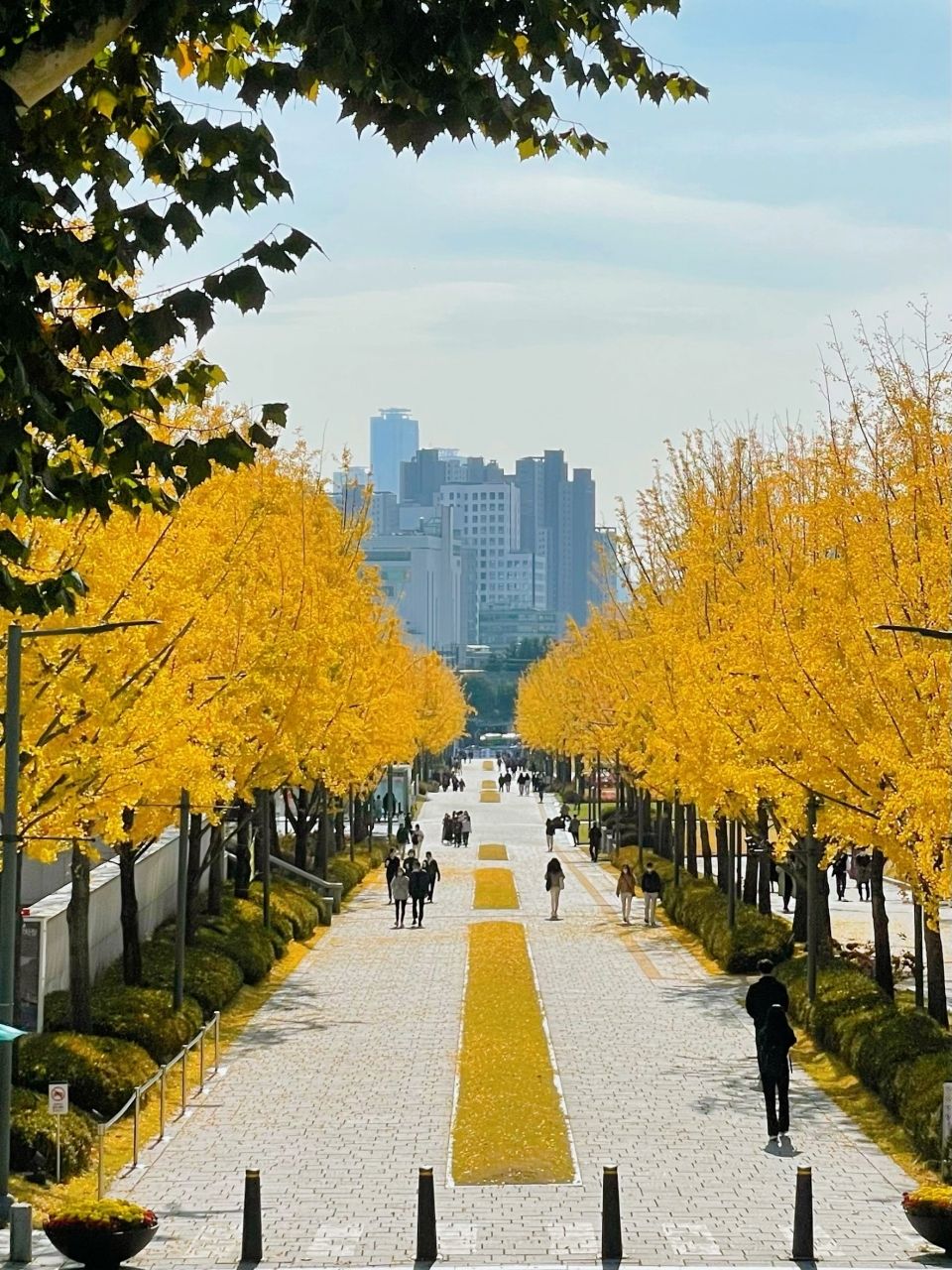 Photo for blog post  가을~ Peaceful Autumn Vibes in Seoul 