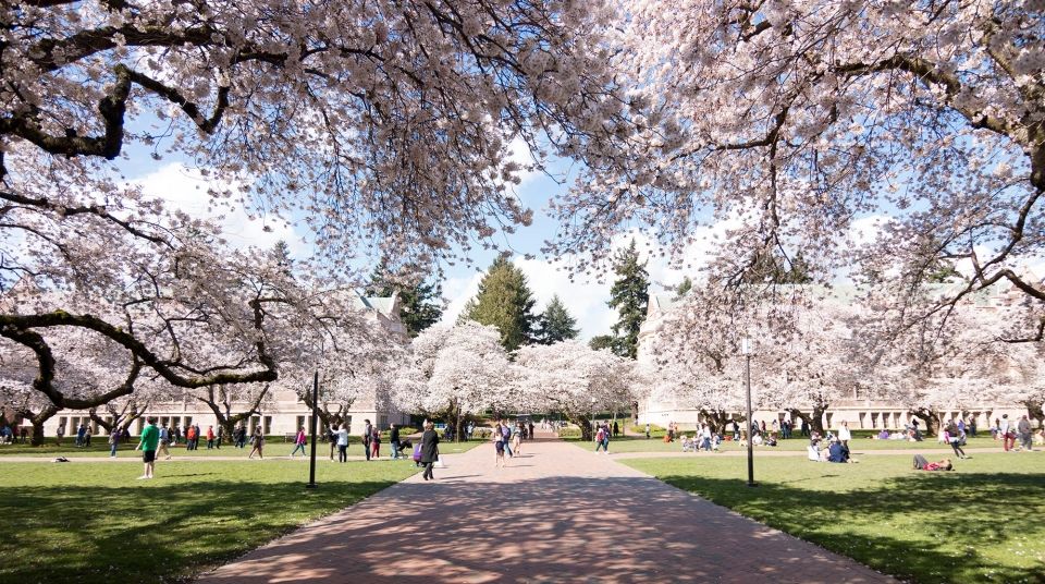 Cherry blossoms at the University of Washington