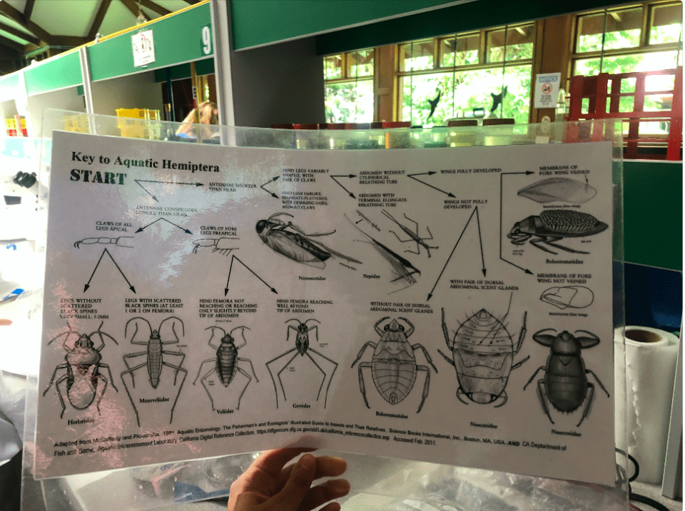 Taxonomy catalogue of invertebrates
