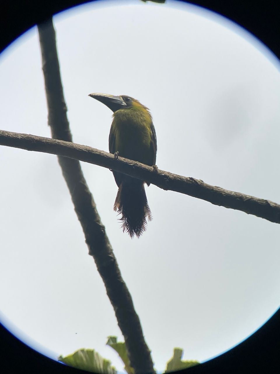 Photo for blog post Science Comes to Life in El Bosque