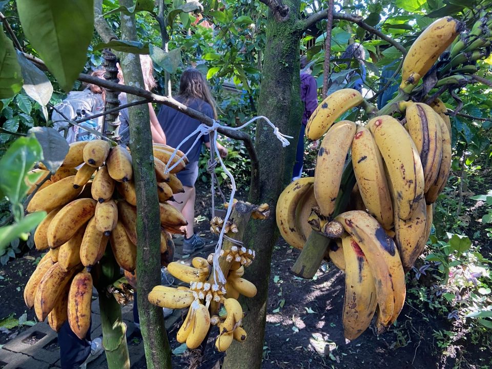 Photo for blog post La Finca Feminista: The Legacy and History of Women in Agriculture